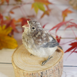 ＊野鳥＊羊毛フェルト ジョウビタキのひなB 5枚目の画像