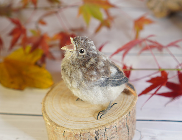 ＊野鳥＊羊毛フェルト ジョウビタキのひなB 5枚目の画像