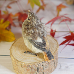 ＊野鳥＊羊毛フェルト ジョウビタキのひなB 3枚目の画像