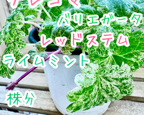 グレコマ バエリガータ レッドステム ライムミント マーブル 斑入り 苗