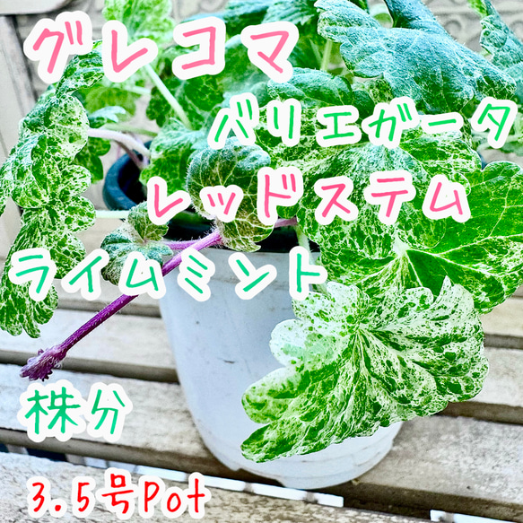 グレコマ バエリガータ レッドステム ライムミント マーブル 斑入り 苗