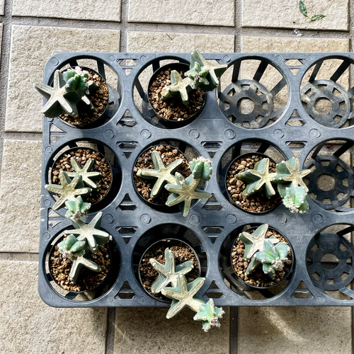 柱サボテン鬼面角ブランチ 柱サボテン・鬼面角（ブランチ） | OITO -植物と鉢-