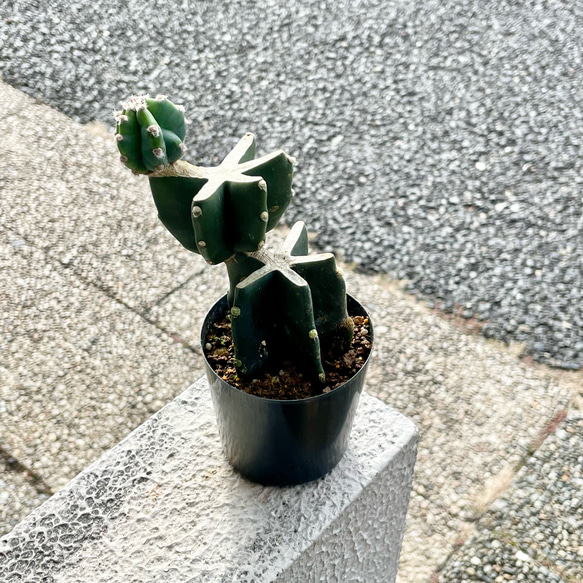 柱サボテン鬼面角ブランチ 鬼面角ブランチ IN TOKYO−SETAGAYA | DESERT INC.