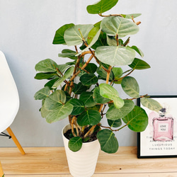 ［現品］5番　シーグレープ　曲がり　8号　ハマベブドウ　観葉植物　室内　大型 現品］5番 シーグレープ 曲がり 8号 ハマベブドウ 観葉植物 室内 大型