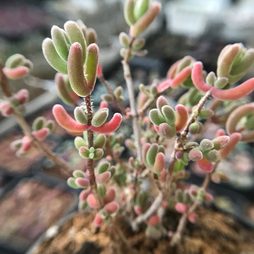 新入荷 超可愛い 多肉植物 ドロサンテマム キラキラ 瑠璃 抜き苗 1株