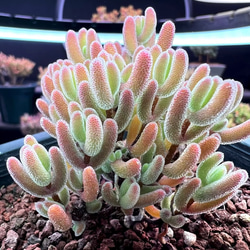 新入荷 高級苗 日本初登場 多肉植物 エケベリア 無尽灯 むじん