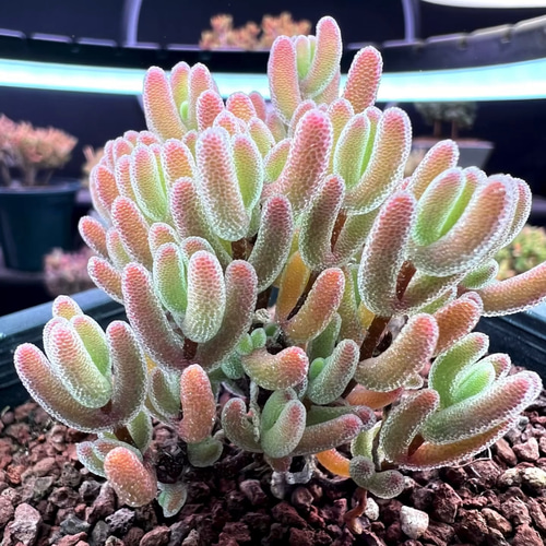 超レア　多肉植物ドロサンテマ 超キラキラ Purple flash 抜き苗１株 新入荷 多肉植物 超キラキラ ドロサンテマ Purple Ice crystal 抜き苗