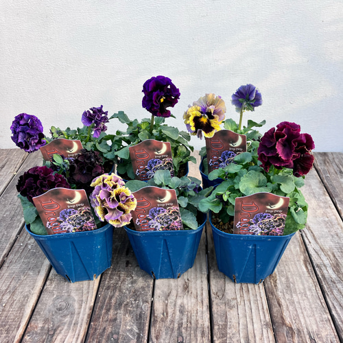 超希少パンジー＊ドラキュラ＊八重咲＊玉咲き？＊さとう園芸