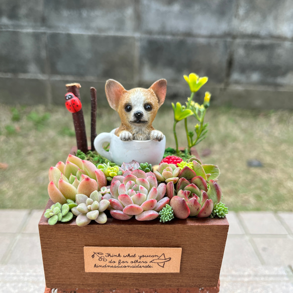 ☆多肉植物 寄せ植え〜flower 木箱寄せ〜☆ 【公式通販】