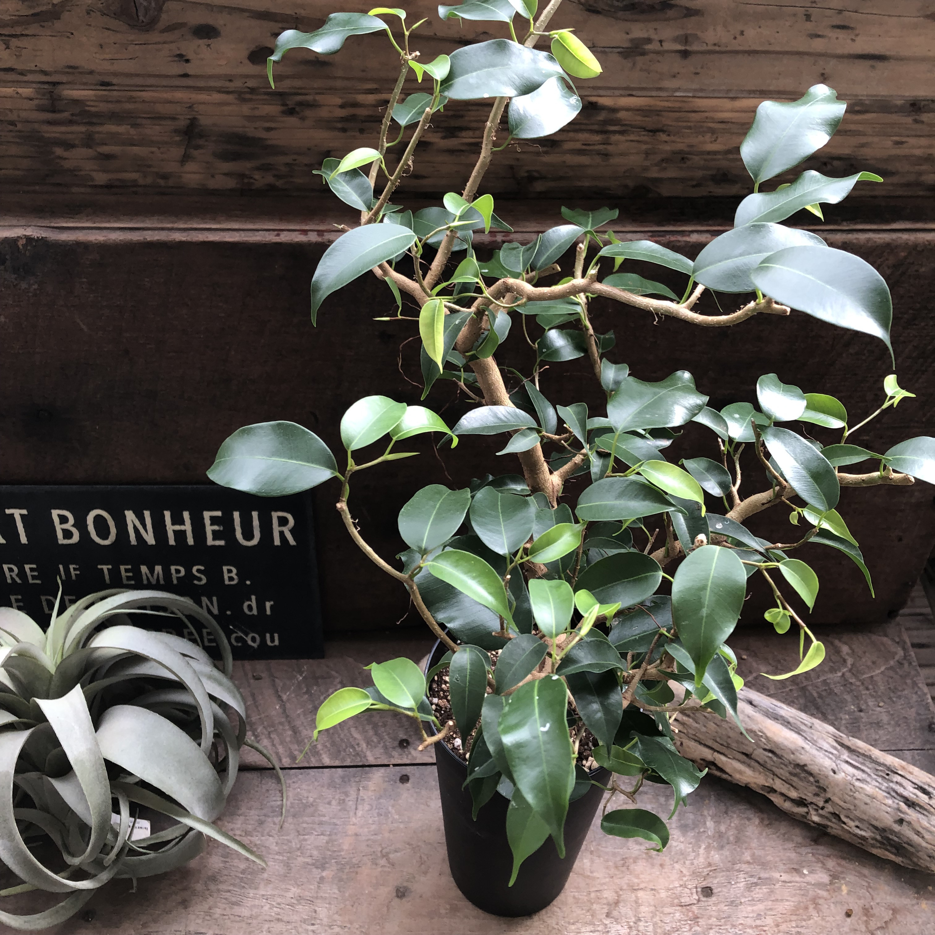 ウィアンディ♡フィカス♡雲龍性♡観葉植物♡レア品種 4,875円