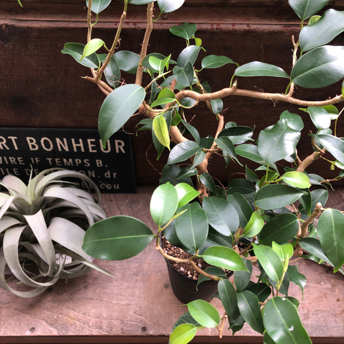 希少 フィカス ウィアンディ 4号鉢 雲龍性 ☆ポットごと♡ウィアンディ♡フィカス♡雲龍性♡観葉植物♡レア品種 希少‼️ フィカス ファグラエア 植物のご紹介🪴  ファグラエア ベルテロアナ曲がり（ 希少種） 税込¥25000 原産国がハワイでレイにする白いお花が咲きます ... ●ポットごと♡ウィアンディ♡フィカス♡雲龍性♡観葉植物♡レア品種