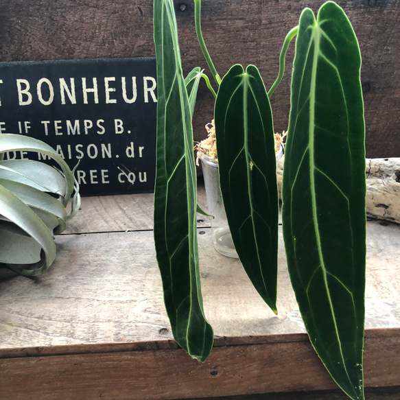 アンスリウム ワロクアーナムAnthuriumwarocqueanum Amazon