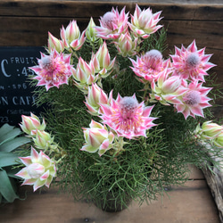 お買い得 早い者勝ち 人気ドロサンテマム キラキラ 10品種 2025 超豪華