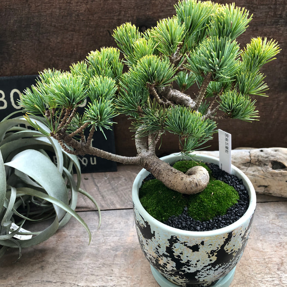 ブルー漆黒陶器鉢♡盆栽♡宮島五葉松♡おしゃれ♡ アートフラワー パリ