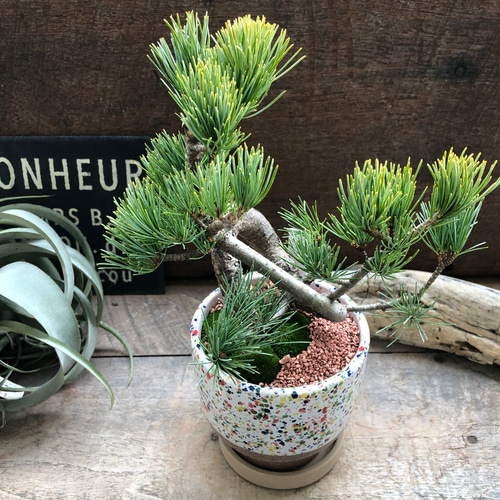 カラフルピンク陶器鉢♡盆栽♡宮島五葉松♡おしゃれ♡ アートフラワー