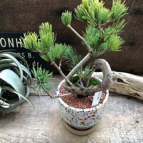 カラフルピンク陶器鉢♡盆栽♡宮島五葉松♡おしゃれ♡ アートフラワー