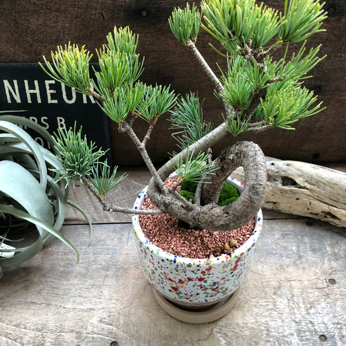 カラフルピンク陶器鉢♡盆栽♡宮島五葉松♡おしゃれ♡ アートフラワー