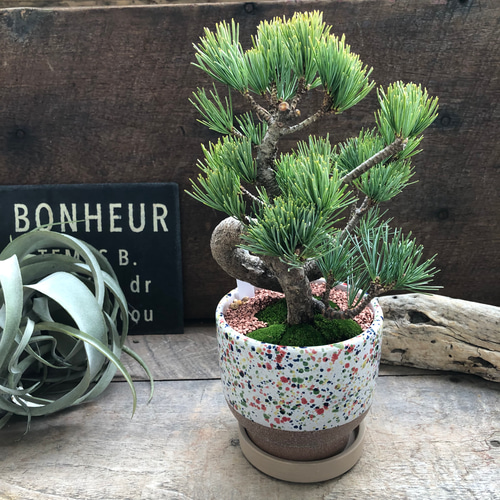 カラフルピンク陶器鉢♡盆栽♡宮島五葉松♡おしゃれ♡ アートフラワー