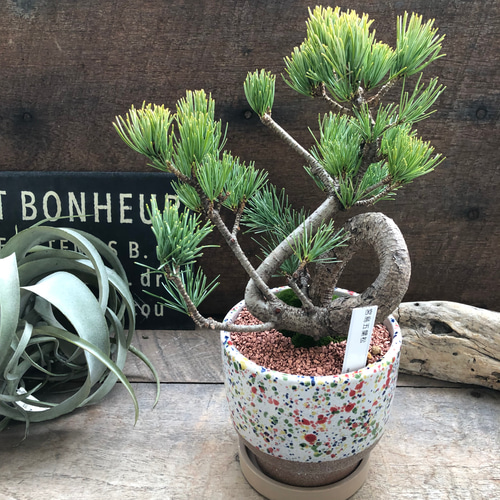 カラフルピンク陶器鉢♡盆栽♡宮島五葉松♡おしゃれ♡ アートフラワー