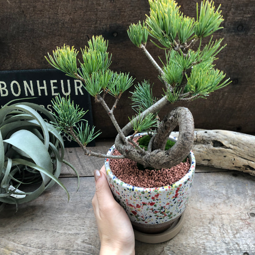 カラフルピンク陶器鉢♡盆栽♡宮島五葉松♡おしゃれ♡ アートフラワー
