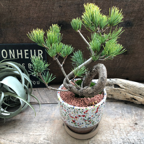 カラフルピンク陶器鉢♡盆栽♡宮島五葉松♡おしゃれ♡ アートフラワー