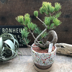 カラフルピンク陶器鉢♡盆栽♡宮島五葉松♡おしゃれ♡ アートフラワー