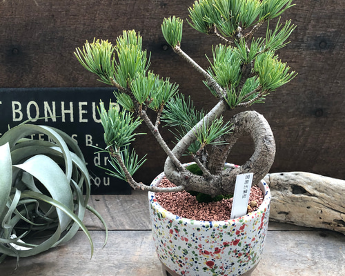 オリーブ盆栽 美しい盆栽 陶器鉢 約30cm オリーブ盆栽 美しい盆栽 陶器鉢 約30cm