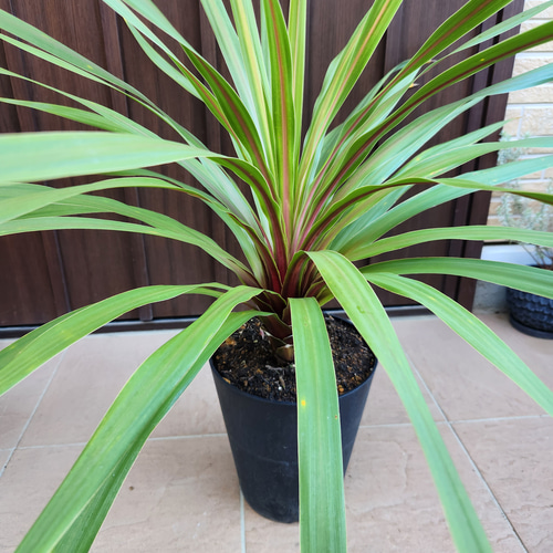 コルジリネ オーストラリスペコ 鉢植え 苗 ドライフラワー fleurir