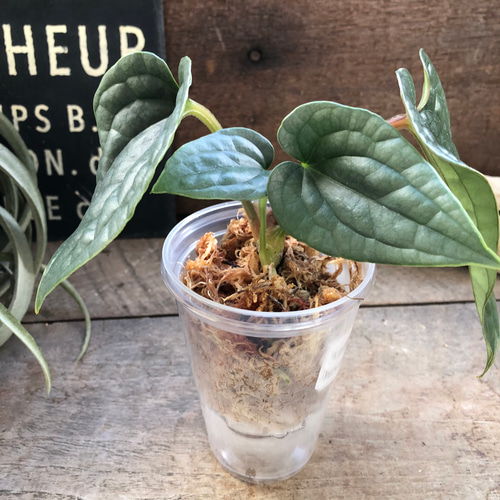 小サイズ♡アンスリウム ルクスリアンスAnthurium Luxurians 観葉植物