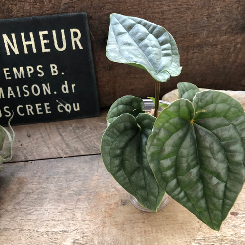 小サイズ♡アンスリウム ルクスリアンスAnthurium Luxurians 観葉植物