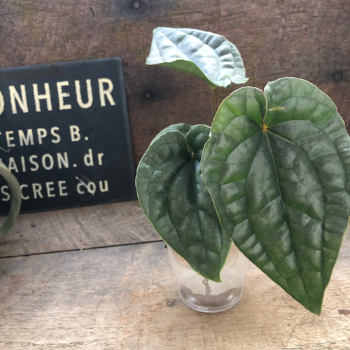 小サイズ♡アンスリウム ルクスリアンスAnthurium Luxurians