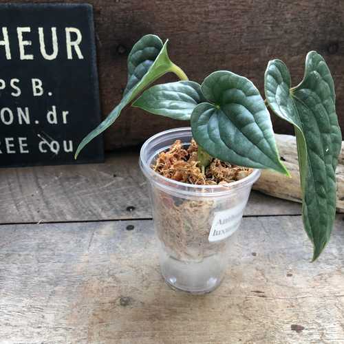 小サイズ♡アンスリウム ルクスリアンスAnthurium Luxurians
