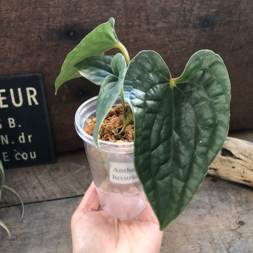 小サイズ♡アンスリウム ルクスリアンスAnthurium Luxurians