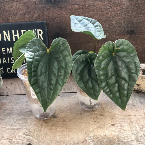 小サイズ♡アンスリウム ルクスリアンスAnthurium Luxurians