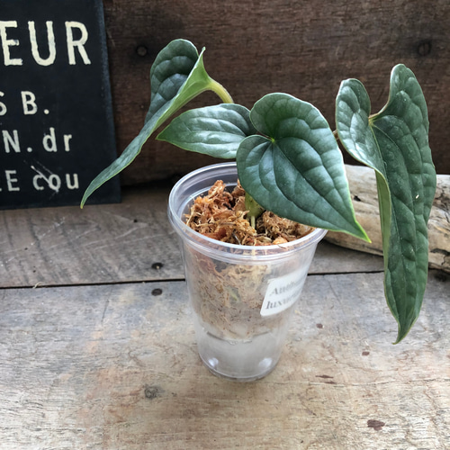 小サイズ♡アンスリウム ルクスリアンスAnthurium Luxurians 観葉植物