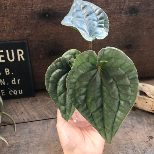 アンスリウム　ルクスリアンス　Anthurium luxurians 美株】Anthurium luxurians アンスリウム ルクスリアンス - メルカリ