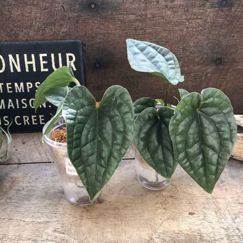 小サイズ♡アンスリウム ルクスリアンスAnthurium Luxurians 観葉植物