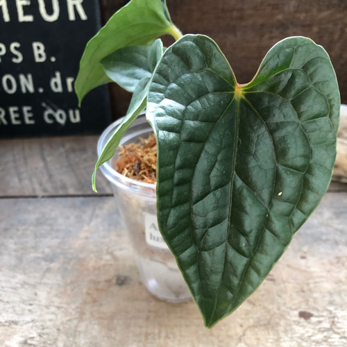 小サイズ♡アンスリウム ルクスリアンスAnthurium Luxurians 観葉植物