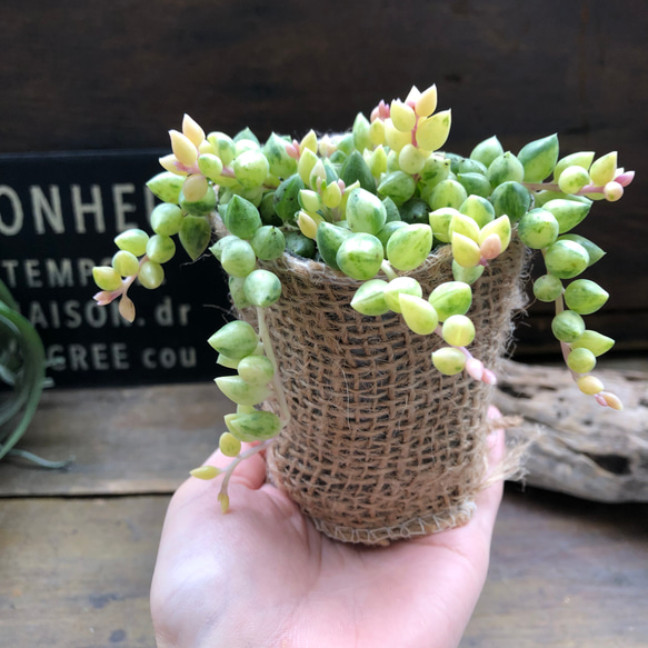 希少♡エンジェルティアーズ♡天使の涙♡斑入りピーチネックレス♡垂れ下がり♡多肉植物 5枚目の画像