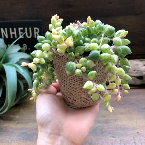 希少♡エンジェルティアーズ♡天使の涙♡斑入りピーチネックレス