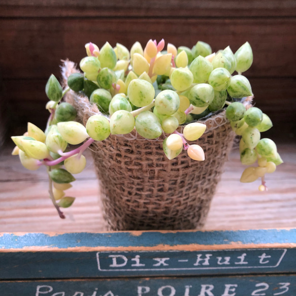 希少♡エンジェルティアーズ♡天使の涙♡斑入りピーチネックレス♡垂れ下がり♡多肉植物 11枚目の画像