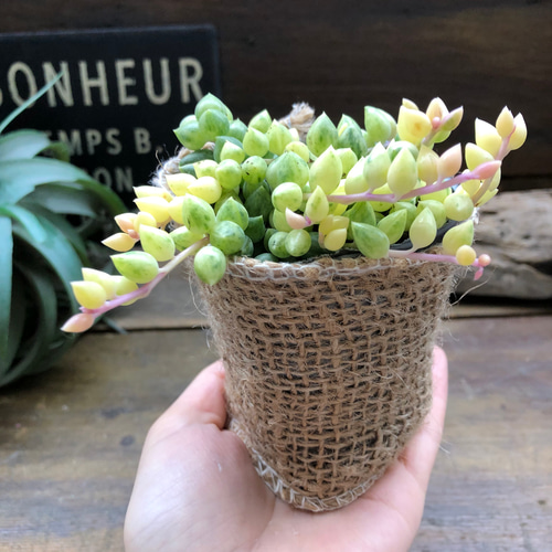 多肉植物　エンジェルティアーズ ✳️大人気 エンジェルティアーズ錦✳️ ※去年即完売した人気多肉