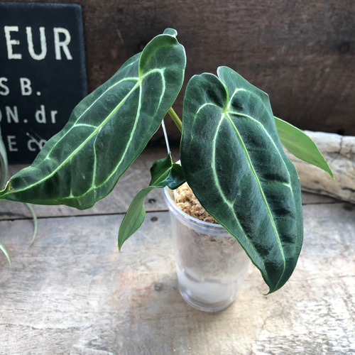 小サイズ♡アンスリウム レガレ Anthurium 'Regale' 観葉植物 アート