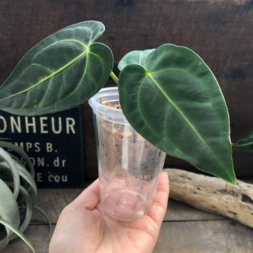 小サイズ♡アンスリウム レガレ Anthurium 'Regale' 観葉植物 アート