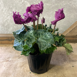 花苗 ミニシクラメン モカジュエリー ルビー アートフラワー plant