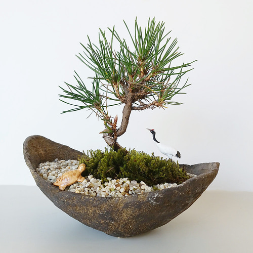 黒松2本 値下げしました！