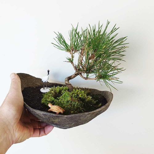 お好きな化粧砂からお選びください。縁起物【黒松盆栽 くらま鉢 鶴亀