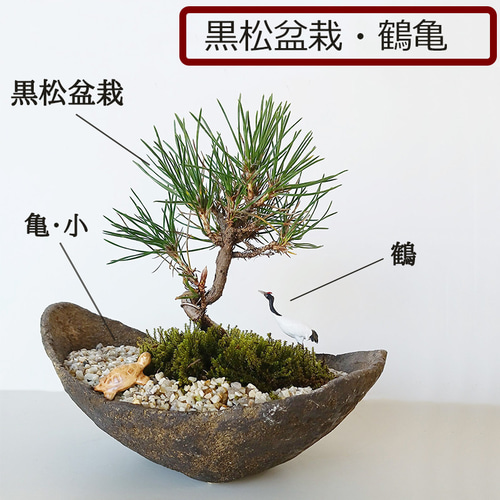 黒松2本 値下げしました！