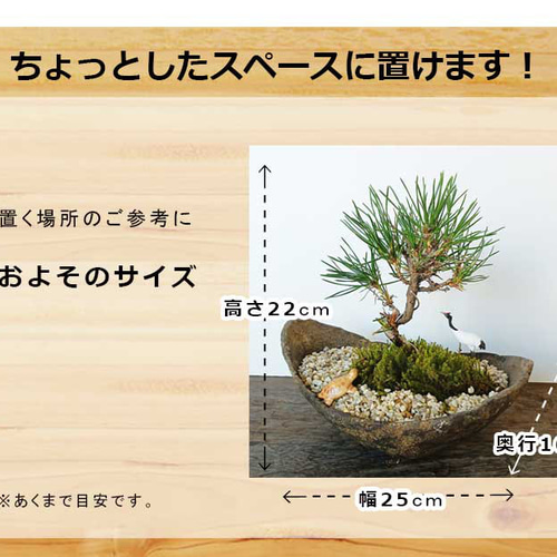 お好きな化粧砂からお選びください。縁起物【黒松盆栽 くらま鉢 鶴亀