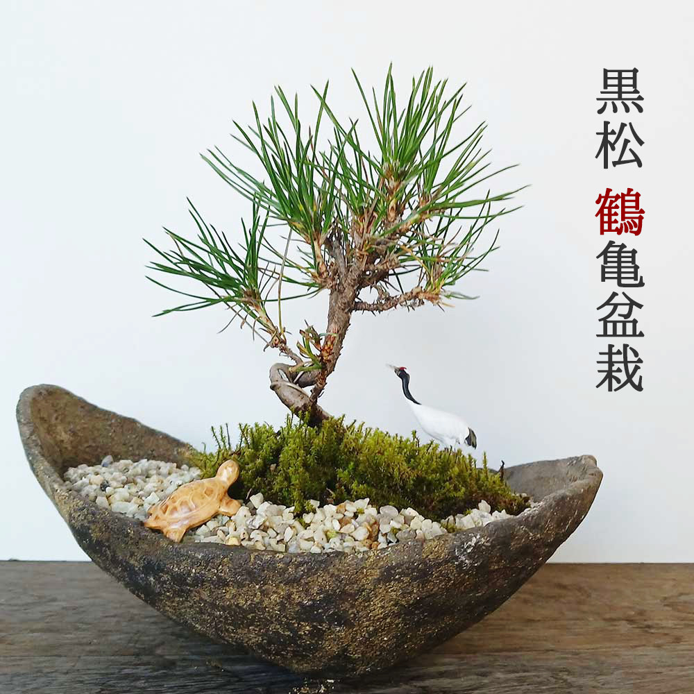 お好きな化粧砂からお選びください。縁起物【黒松盆栽 くらま鉢 鶴亀セット】